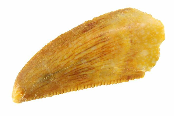 Serrated, Raptor Tooth - Real Dinosaur Tooth #295735